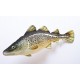 Gaby Atlantic Cod / Bakalar